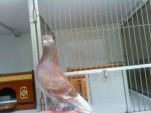 Merpati Balap Singalaga | Merpati Balap Dasar Sprint