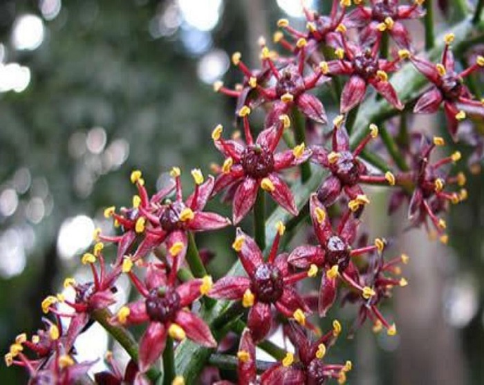 Jaborandi tea against hair loss Tea Almanac