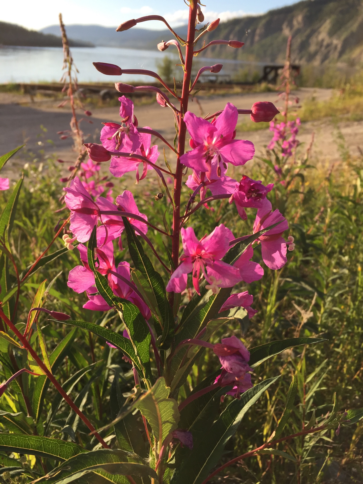 Grain Elevators & The Midnight Sun tea&bannock