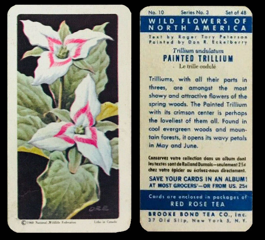 Tea Cards Site Map Page