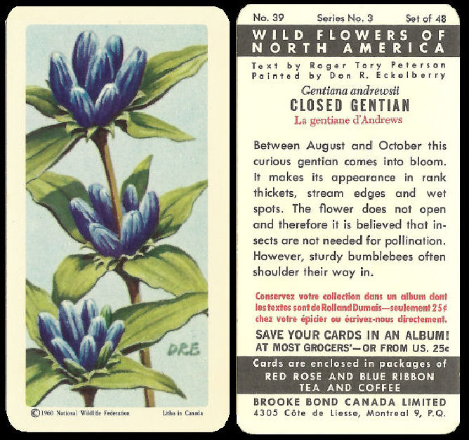 Tea Cards Site Map Page