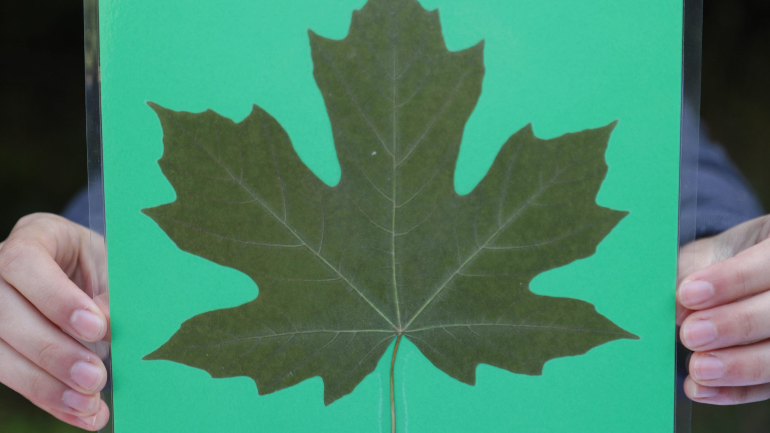 What Do Birds Eat Teach ECO