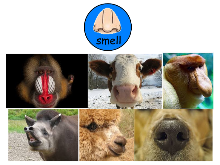 smell animals