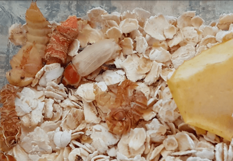 Exciting Grade 2 Science Mealworm Experiments