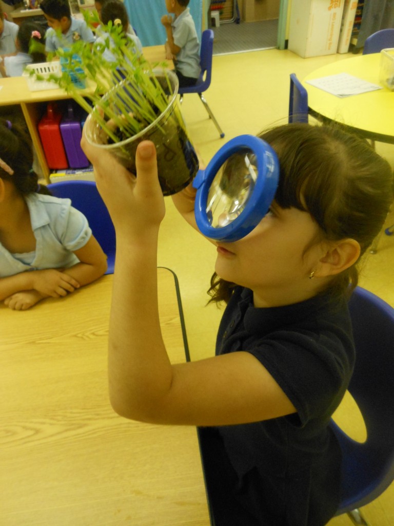 How do plants grow? Teaching Little Kids