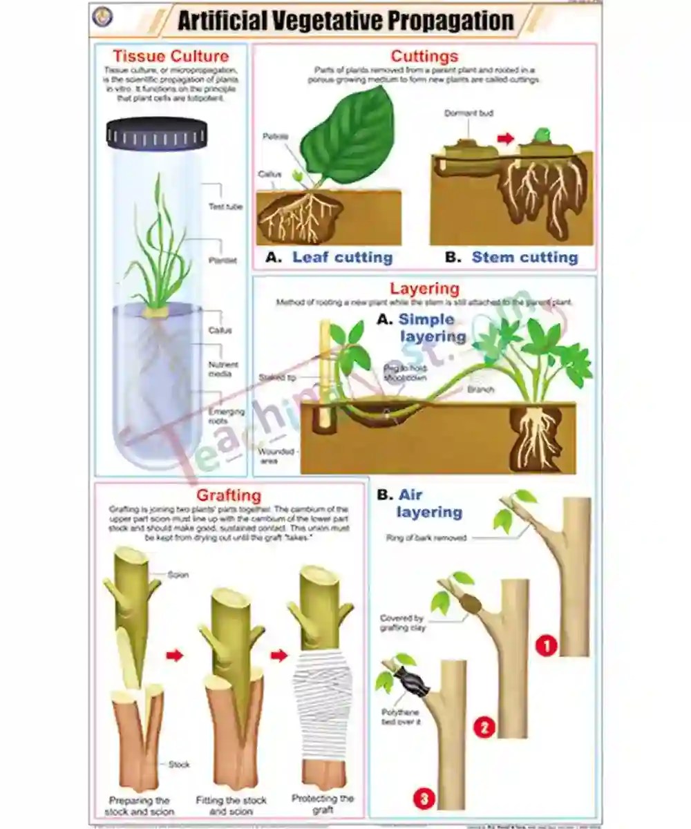 Artificial Vegetative Propagation Chart Laminated, With Rollers