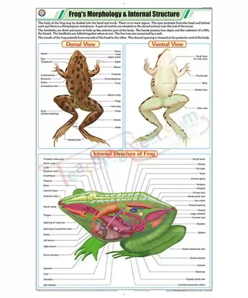 Frog’s Morphology & Internal Structure Chart - Laminated, With Rollers