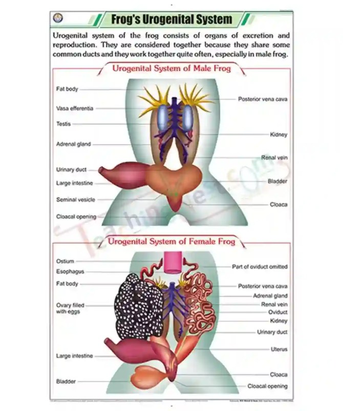 Frog’s Urogenital System Chart – TeachingNest