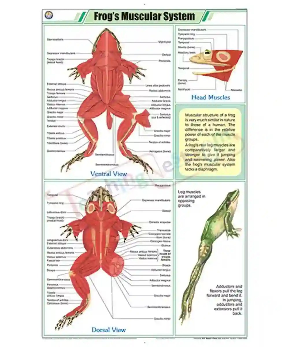 Frog’s Muscular System Chart - Laminated, With Rollers - TeachingNest