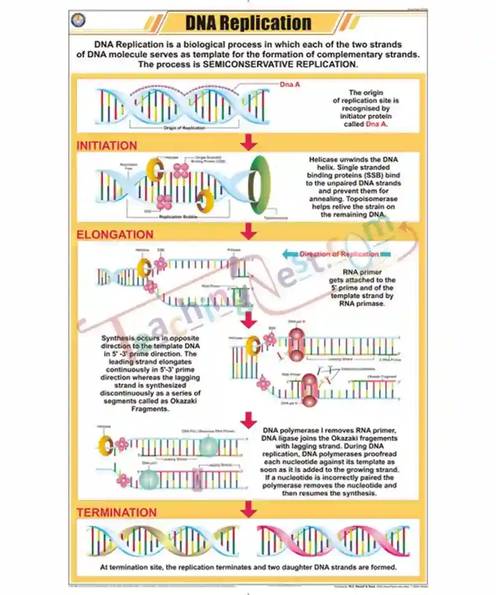 DNA Replication Chart - Laminated, With Rollers - TeachingNest