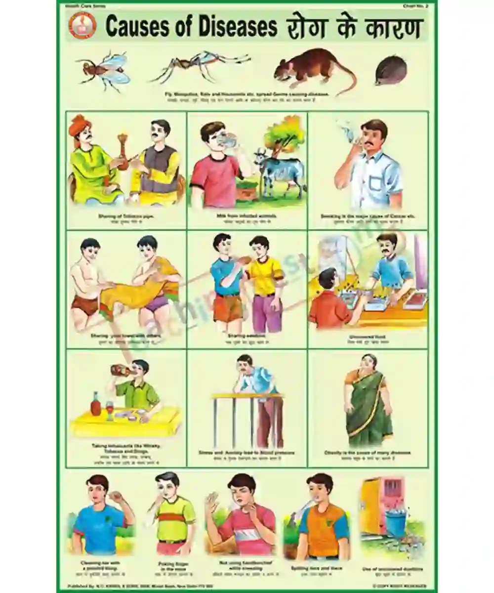 Causes of Diseases Chart Laminated, With Rollers, 50×70 cm, English
