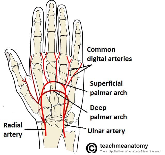 Arteries of the Upper Limb TeachMeAnatomy
