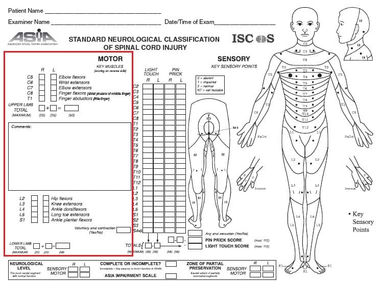 Myotomes Development Distribution TeachMeAnatomy