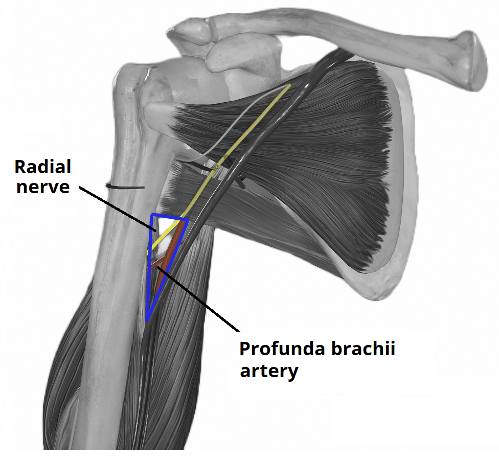 Triangular Interval Borders Contents TeachMeAnatomy
