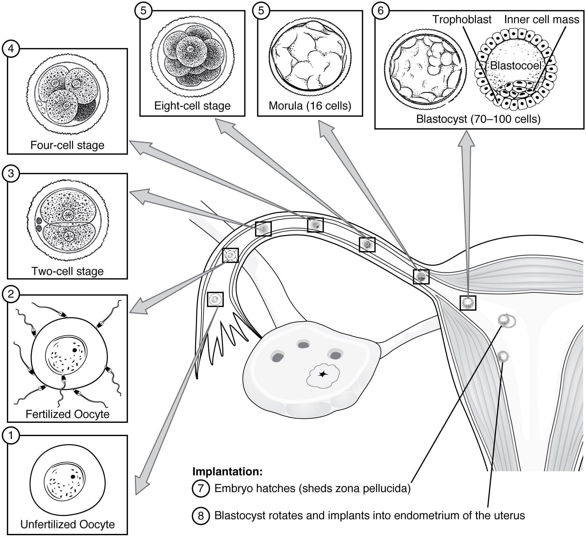 Embryology Cellular Division Gastrulation TeachMeAnatomy Embryology Cellular Division Gastrulation TeachMeAnatomy