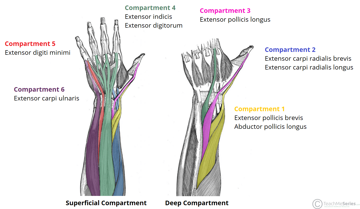 The Extensor Compartments of the Wrist De Quervain's TeachMeAnatomy