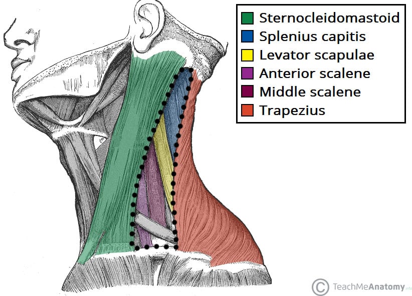 Posterior Triangle of the Neck Subdivisions TeachMeAnatomy