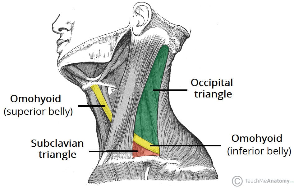 Posterior Triangle of the Neck Subdivisions TeachMeAnatomy