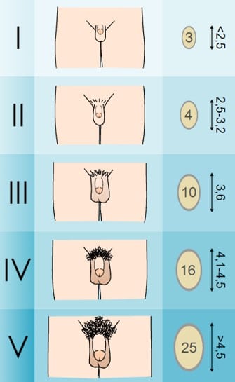 Puberty - TeachMePaediatrics