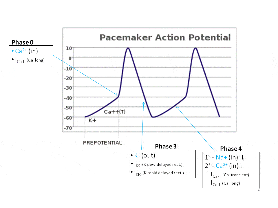 Cardiac Cycle TeachMePhysiology
