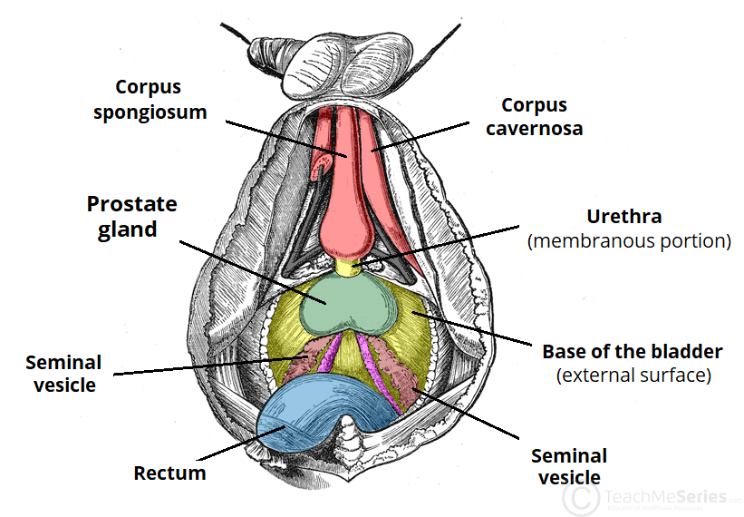 Chronic Urinary Retention Clinical Features Management TeachMeSurgery