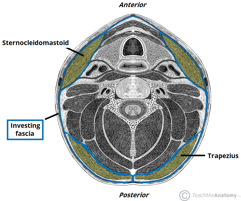 Deep Neck Space Infections TeachMeSurgery