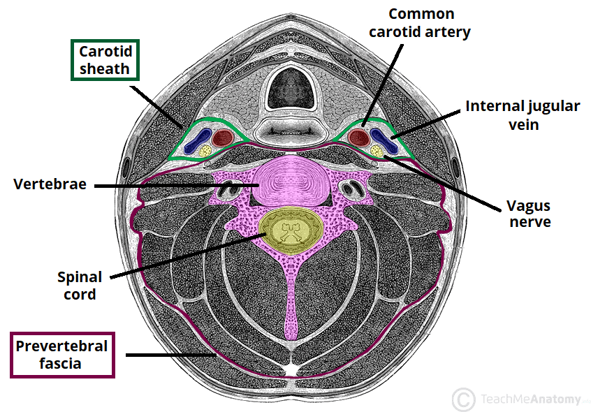 Deep Neck Space Infections TeachMeSurgery