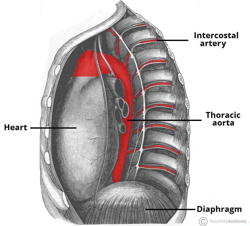 Haemothorax TeachMeSurgery
