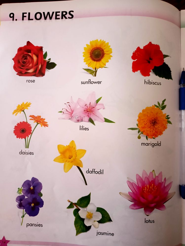 Flowers Name General Knowledge Assignment Teachmint