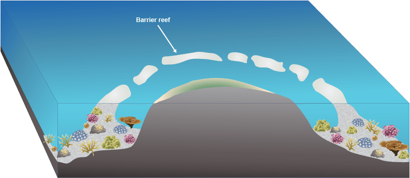 Fringing Reef Diagram