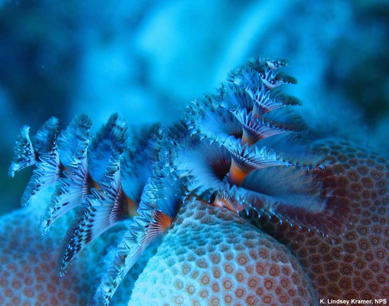 Coral Reef Animals And Plants