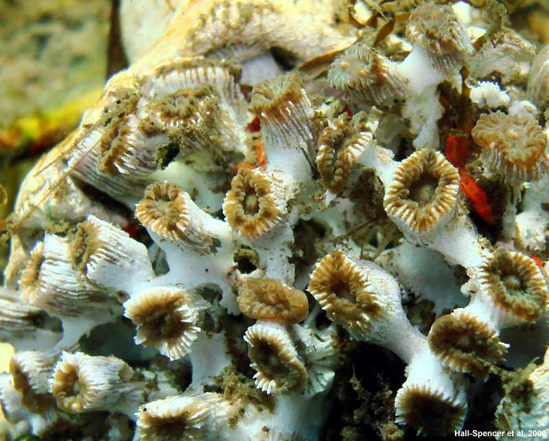 Coral Reefs and Climate Change How does climate change affect coral