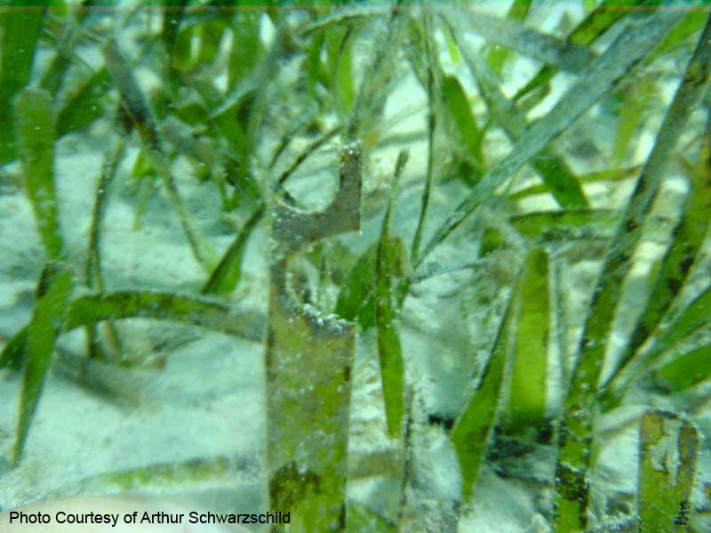 Seagrass Integration and Application Network