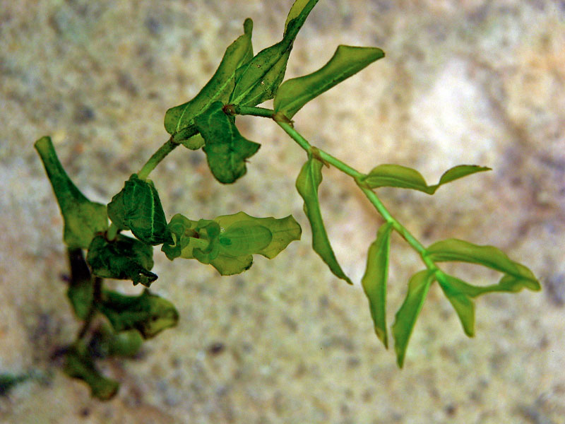 Seagrass Investigate current research Teach Ocean Science