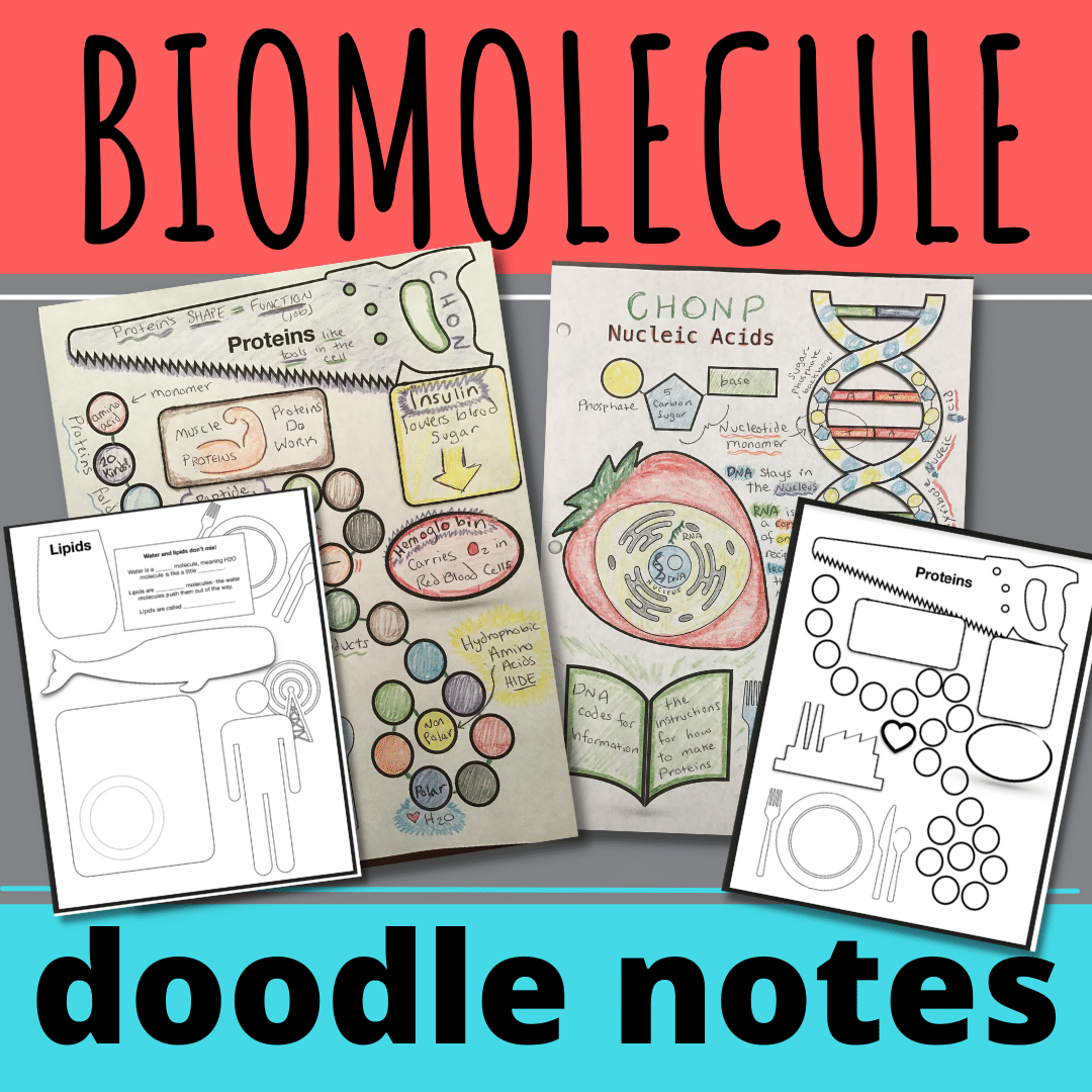 Doodle Notes Biomolecules! Carbs, Lipids, Proteins, Nucleic Acids