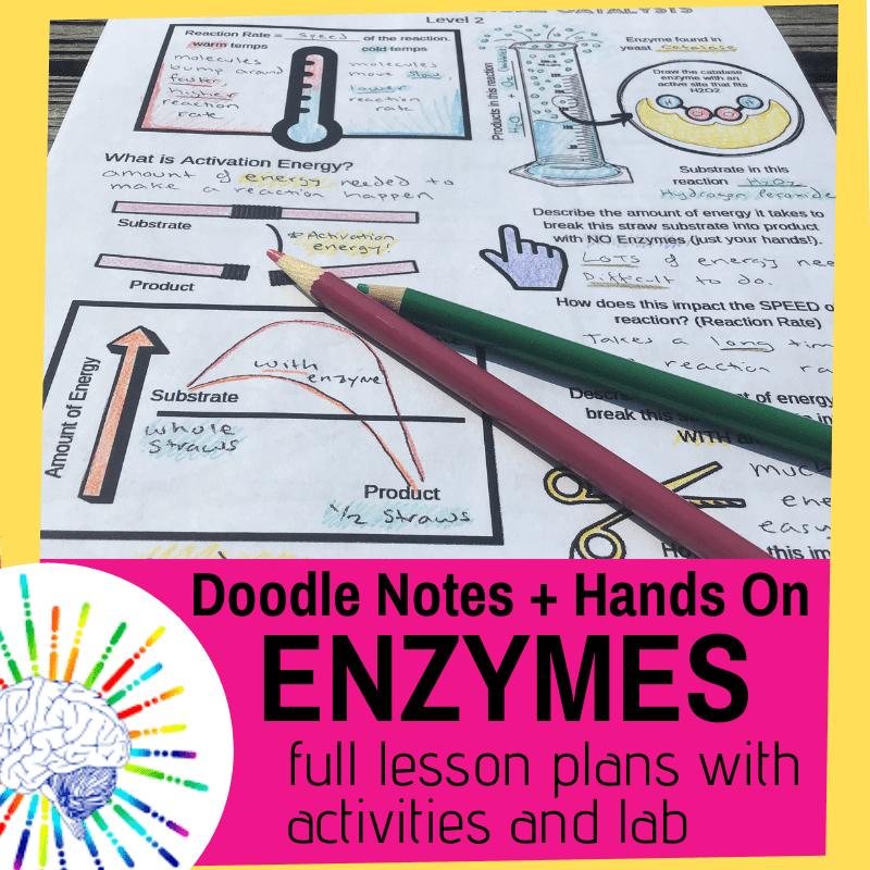 Enzymes Lesson and Notes with Activities, Demonstrations & Enzyme Lab!