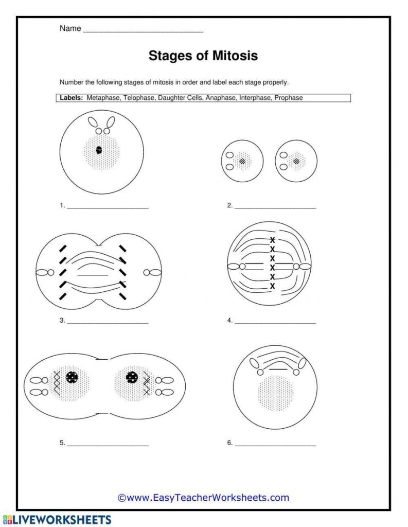 9 Biology Worksheet For Teaching Mitosis With Ease The Teach Simple Blog