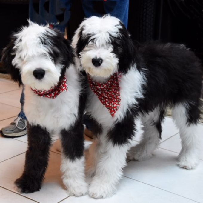 Sheepadoodles The Adorable and Loyal Hybrid Dog Breed Mix Teacup