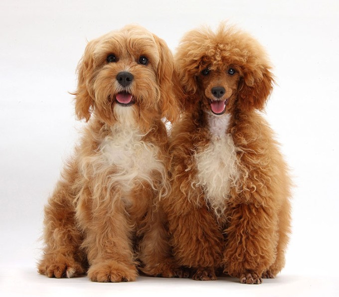 Poodle Mixes 32 Popular (Small, Medium & Large) Doodle Cross Breeds