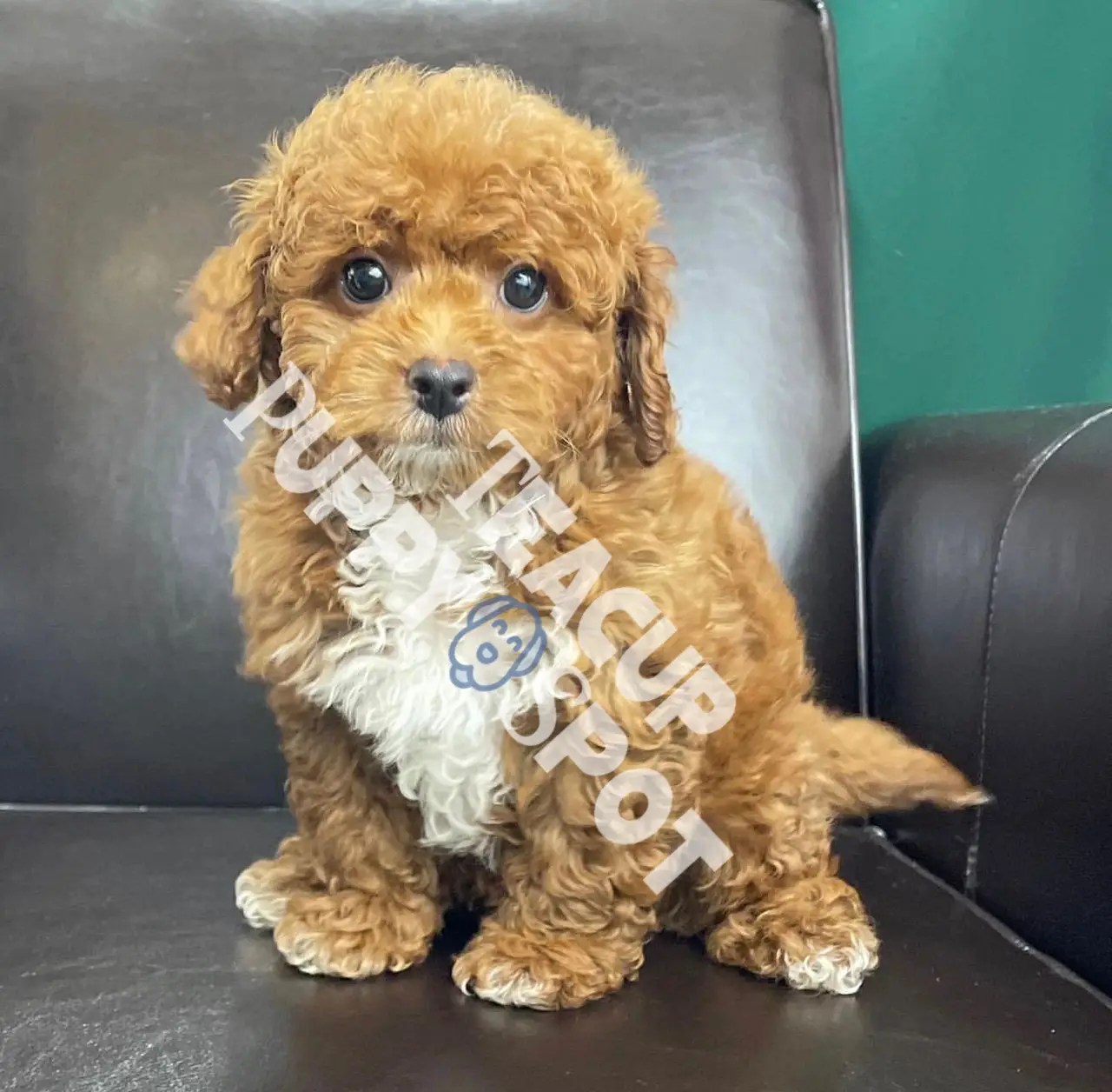 Teacup Cavapoo/Teacup Cavapoos/Teacup Cavapoo for sale