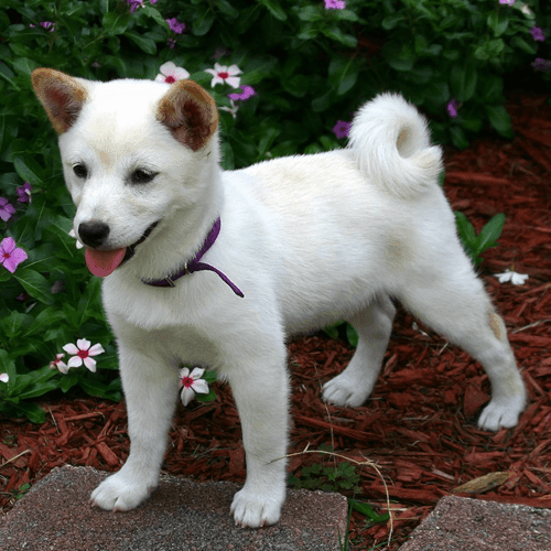 Shiba Inu Puppies for Sale in NY (Brooklyn) Teacup Pups