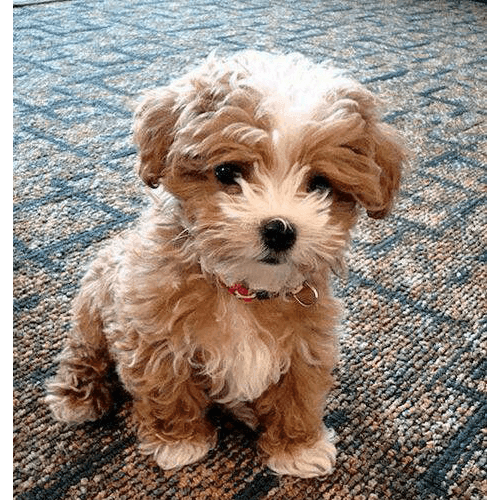 Teddy Bear Puppies for Sale in NY (Brooklyn) Teacup Pups