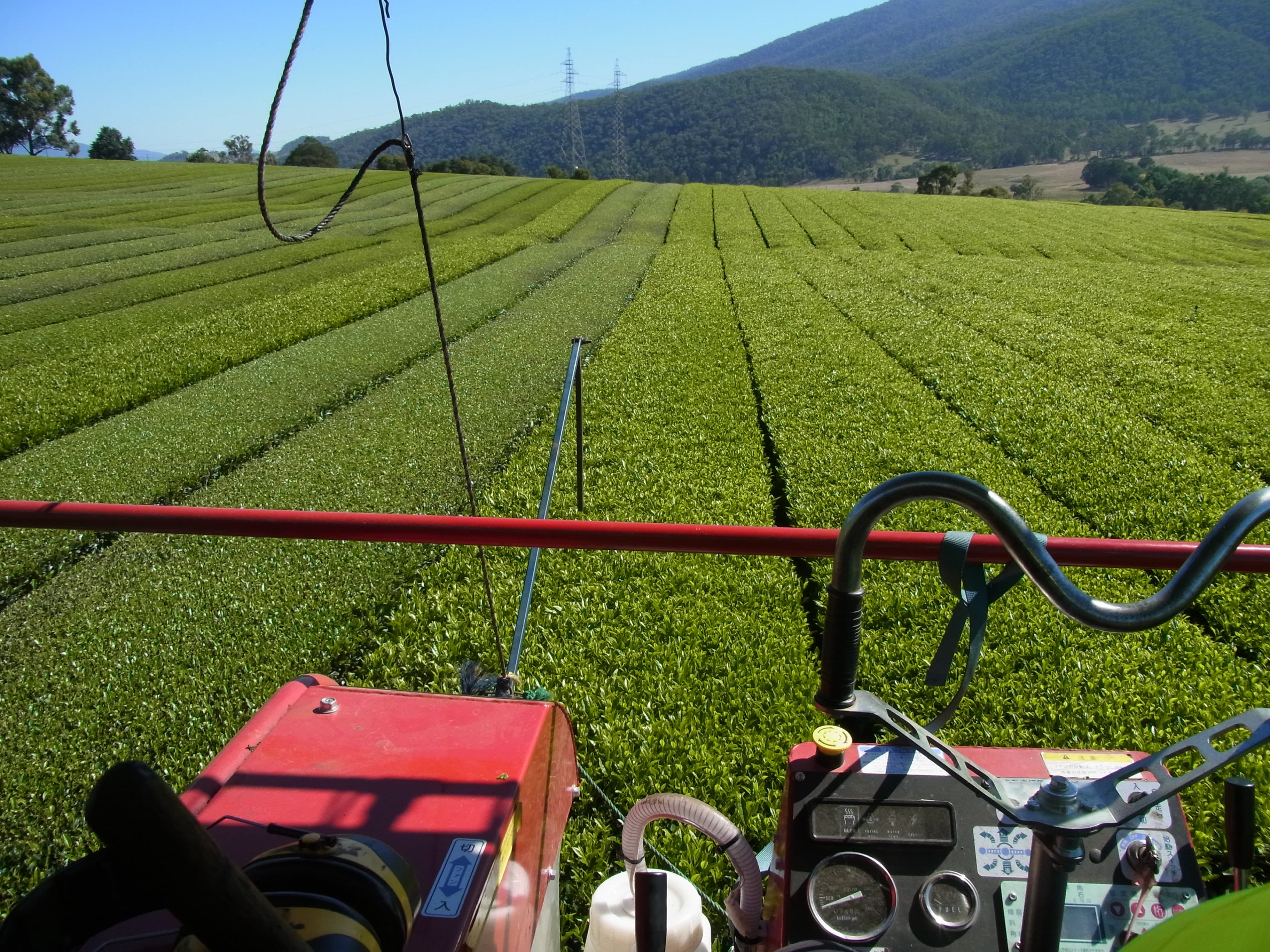 Growing Green Tea in Victoria, Australia · Tea Epicure
