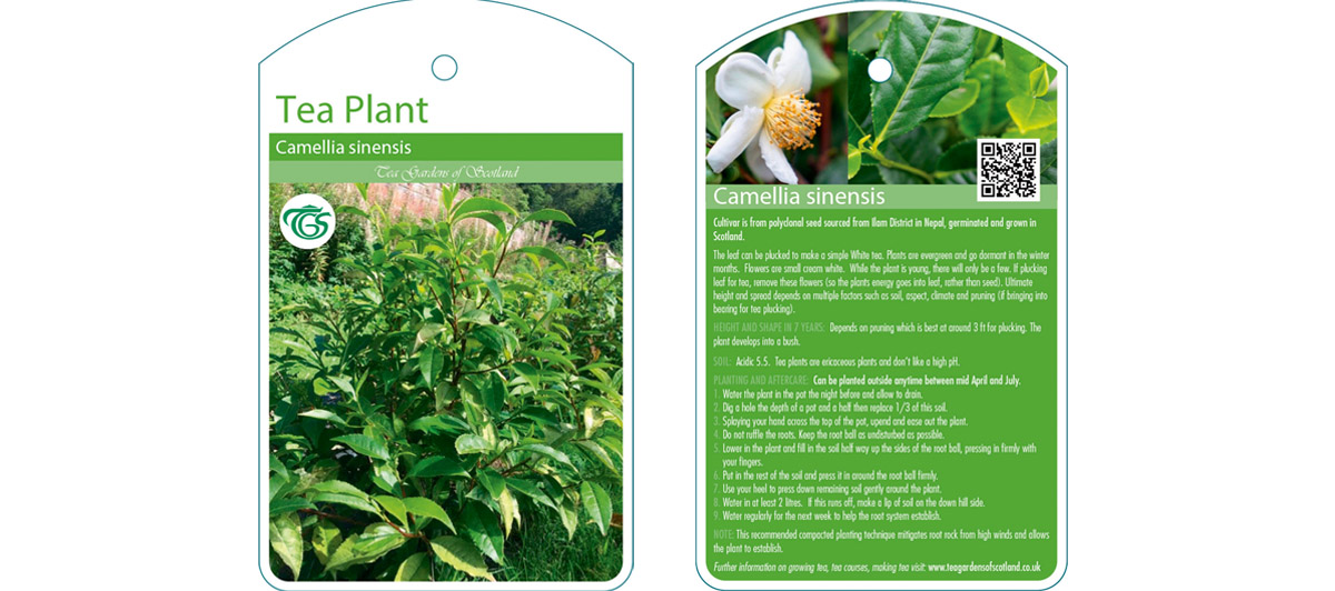 Make white tea at home