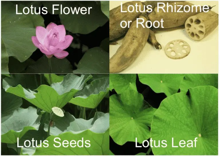 Lotus Tea Caffeine, Taste, Benefits, and Side Effects