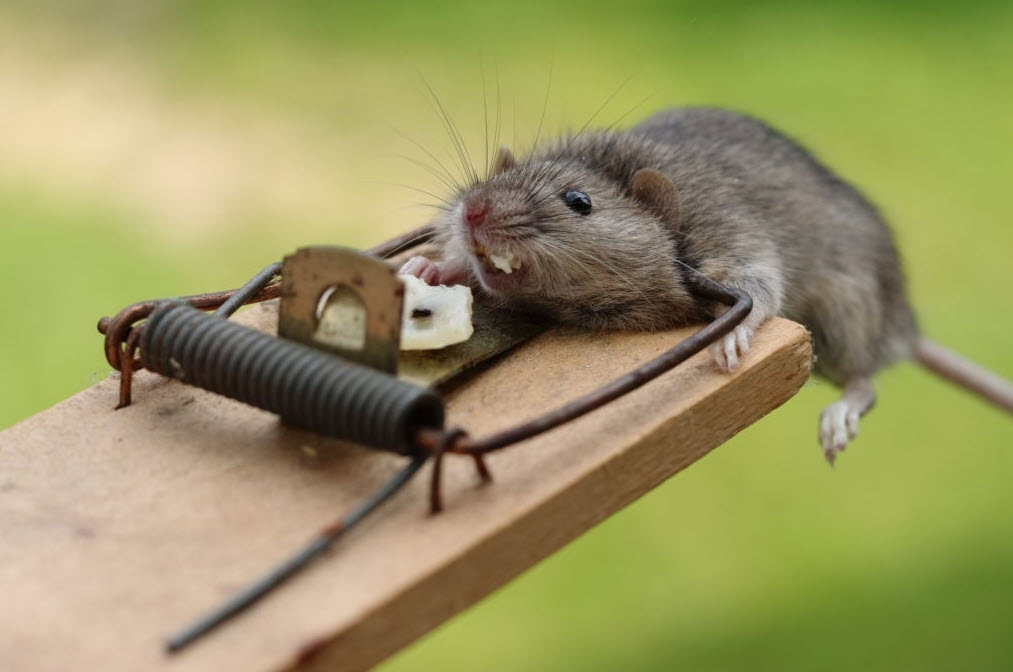 Cara Mengusir Tikus Dengan Aman Tanpa Bau Bangkai.