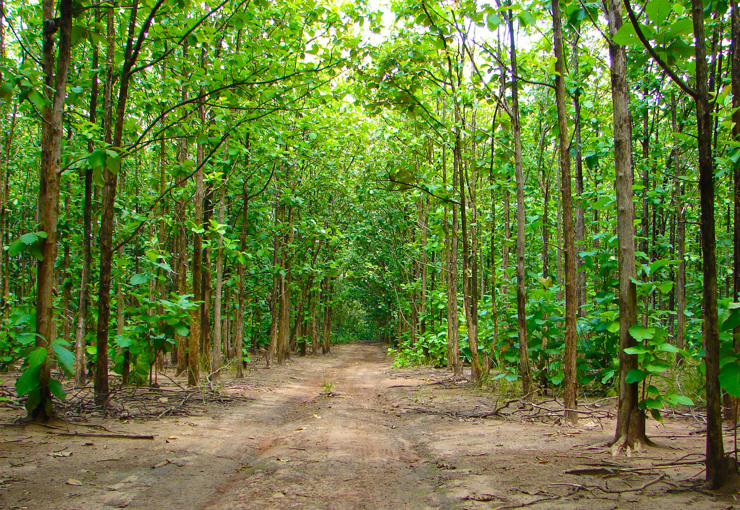 Sustainable Teak Plantations Benefits of Responsible Sourcing
