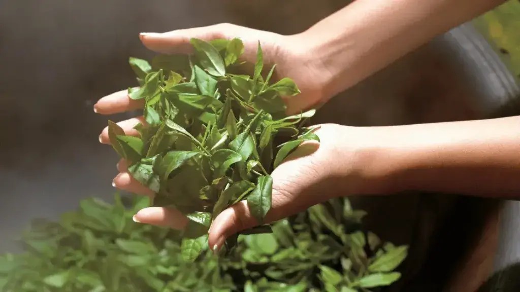 Can You Eat Tea Leaves? A Comprehensive Guide Tea Loves