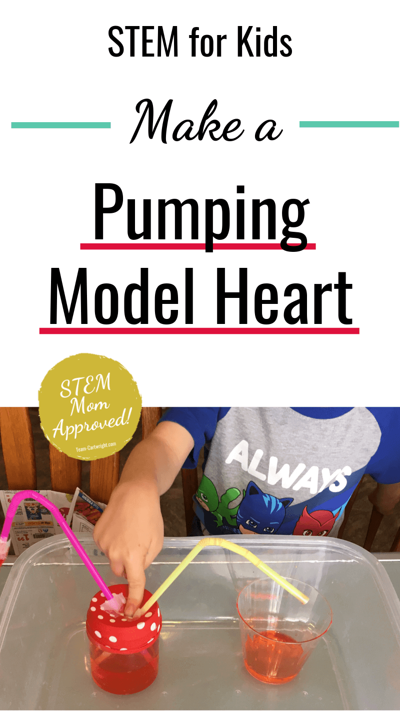 Easy Heart Pump Model Cardiovascular STEM for Kids Team Cartwright
