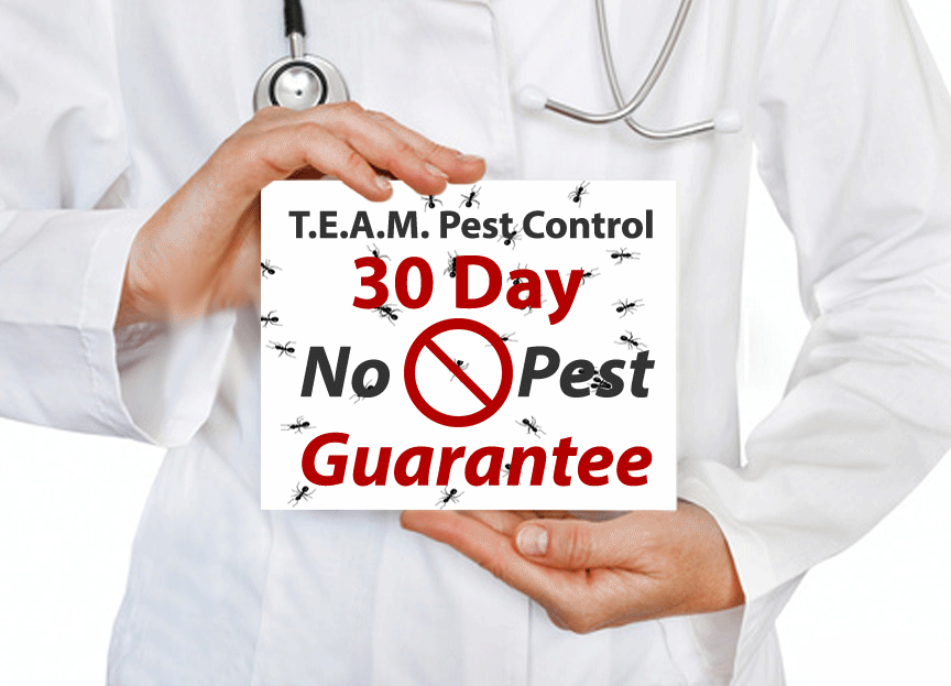 Home Team Pest Defense Az Homemade Ftempo